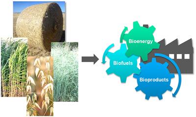 Editorial: New Insights Into the Valorization of Agricultural and Agroindustrial Byproducts Through Biorefinery Cascade Processing